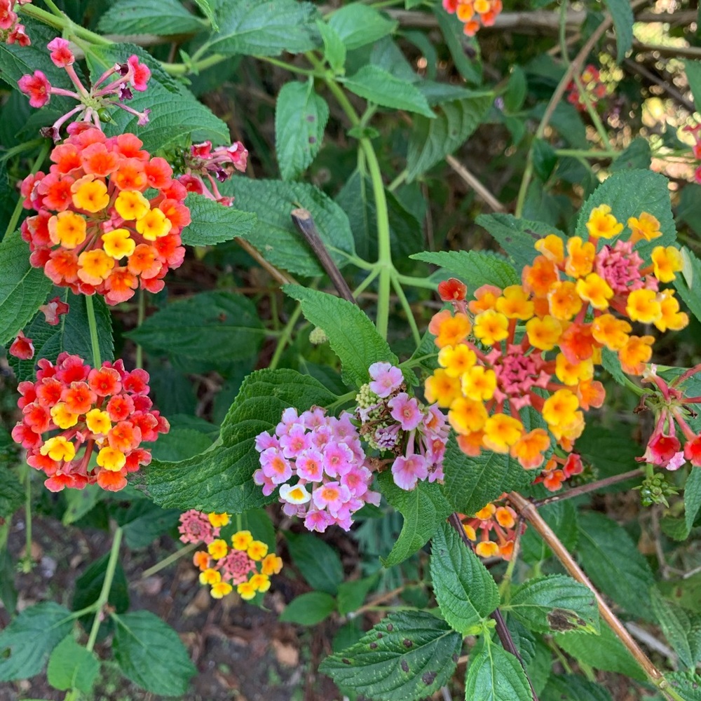 Meet your Posher, Adri